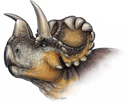 Newly discovered dinosaur had thorny crown The newly discovered dinosaur possessed hook-like horns. Illustration by Danielle Dufault.